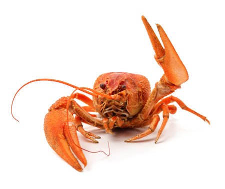 Boiled crayfish with raised claw isolated on a white background.