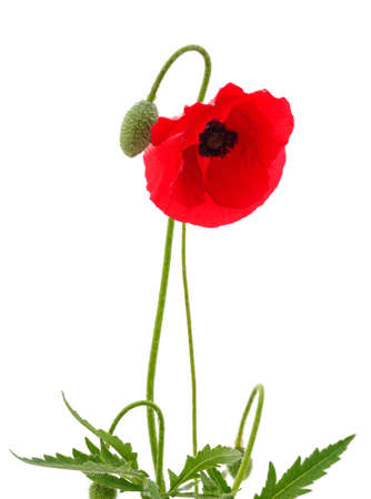 One red poppy flower on a stalk isolated on a white background.の写真素材