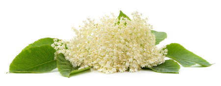 White lilac flower with green leaves isolated on a white background.の写真素材