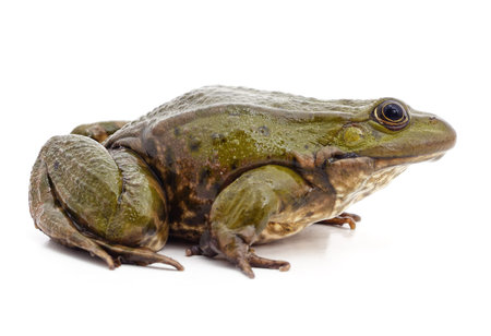 One big green frog isolated on a white background.の写真素材