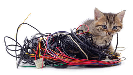 Kitten and a pile of gnawed wires isolated on a white background.の写真素材