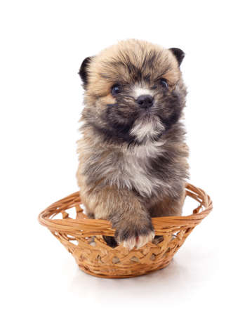 Little puppy in a basket isolated on a white background.の写真素材