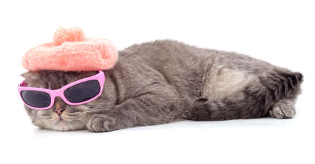 Cat in a beret and pink glasses isolated on a white background.の写真素材