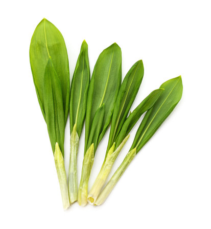 Ramson fresh leaves isolated on a white background.