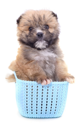 Little puppy in a blue basket isolated on a white background.の写真素材