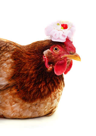 Brown chicken with a bow isolated on a white background.の写真素材
