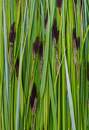Lots of green sedge leaves forming a background.の写真素材