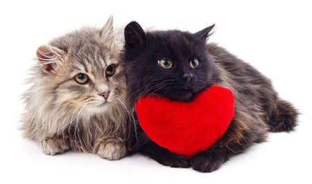 Two cats and red heart isolated on white background.の写真素材
