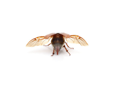 Brown beetle with wings isolated on a white background.