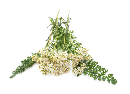 Fresh and dried yarrow flowers isolated on a white background.