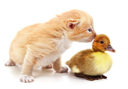 Kitten and duckling isolated on a white background.の写真素材