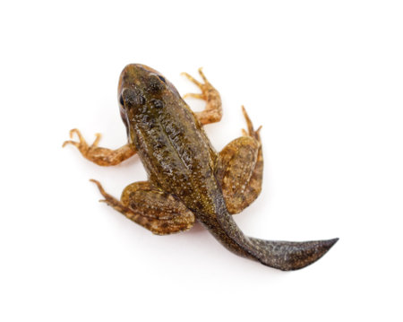 Frog with a tail isolated on a white background.の写真素材