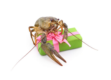 One river crayfish and a gift isolated on a white background.