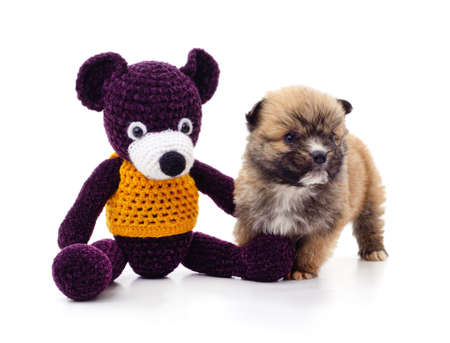 Puppy with a toy bear isolated on a white background.の写真素材