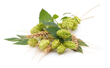 Green hops and spikelets isolated on a white background.