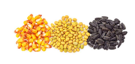 Grain of corn with sunflower and soy isolated on a white background.の写真素材
