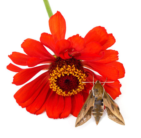 One little moth and a bright flower isolated on a white background.