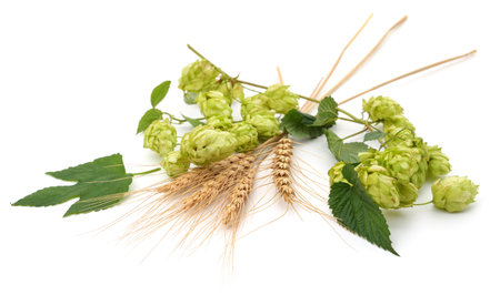 Green hops and spikelets isolated on a white background.の写真素材