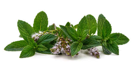 Leaves of green mint and bloom isolated on a white background.の写真素材