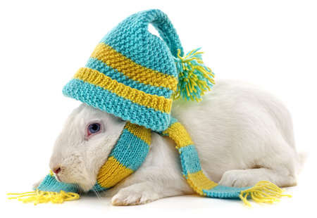 White rabbit in hat and scarf isolated on white background.の写真素材