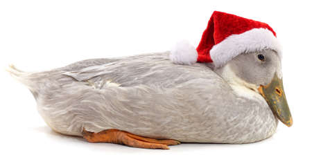 White duck in a Christmas hat isolated on a white background.の写真素材