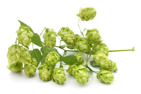 Green fresh hop isolated on a white background.の写真素材