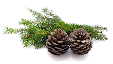 Cones and christmas tree isolated on a white background.の写真素材