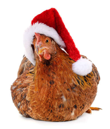 Chicken in Christmas hat isolated on a white background.の写真素材