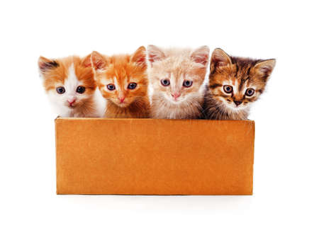 Four kittens in a box isolated on a white background.の写真素材