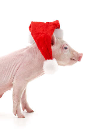 Piglet in a Christmas hat isolated on a white background.の写真素材
