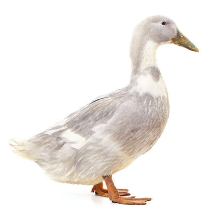 White beautiful duck isolated on a white background.の写真素材