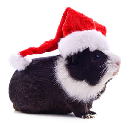 Guinea pig and Christmas hat isolated on a white background.の写真素材