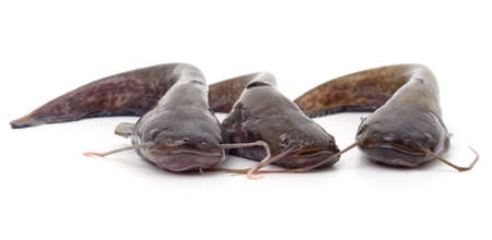 Three small catfish isolated on a white background.の写真素材
