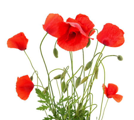 Red poppies isolated on a white background.の写真素材