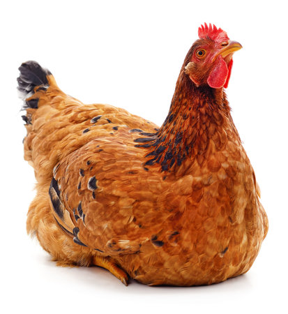 One red chicken isolated on a white background.の写真素材