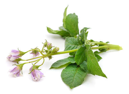 Flower of potatoes and leaves isolated on a white background.の写真素材