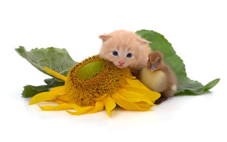 Kitten and duckling next to a sunflower flower isolated on a white background.の写真素材