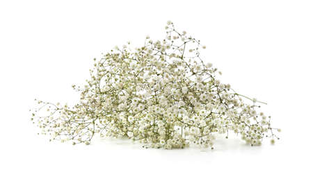 Bouquet of white flowers gypsophila isolated on a white background.の写真素材