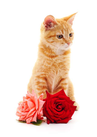 Kitten and two roses isolated on a white background.の写真素材