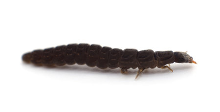 One brown caterpillar isolated on a white background.