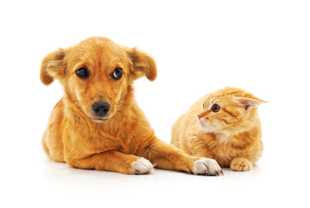 Cat and dog look at each other in fright isolated on a white background.