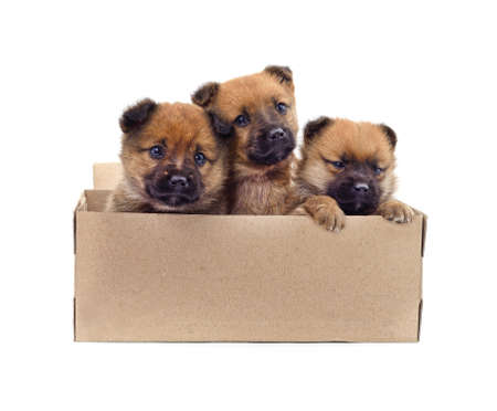 Puppies in the box isolated on a white background.の写真素材