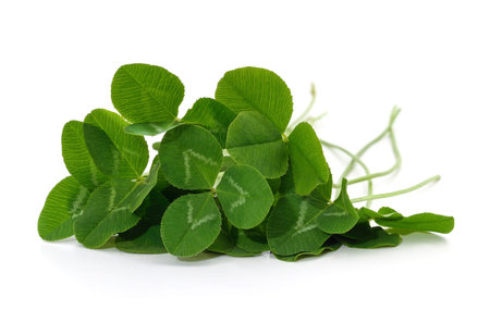Leaf green clover isolated on a white background.