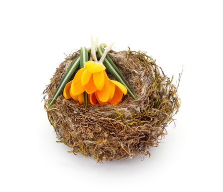 Yellow crocuses in the nest isolated on a white background.の写真素材