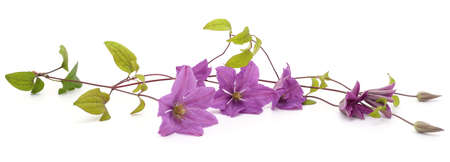 Purple clematis and leaves isolated on a white background.の写真素材