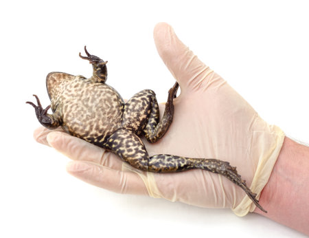 Gloved hand holding a frog isolated on a white background.