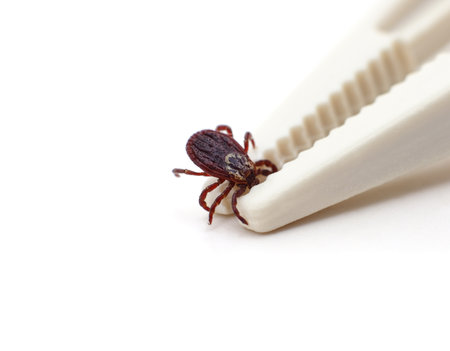 One tick is clamped with tweezers isolated on a white background.の写真素材