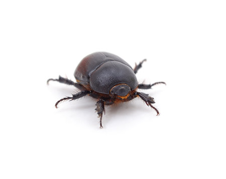 One black beetle isolated on a white background.の写真素材
