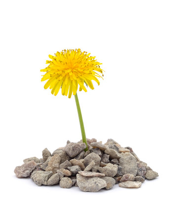 Sprouting dandelion with gravel isolated on a white background.の写真素材