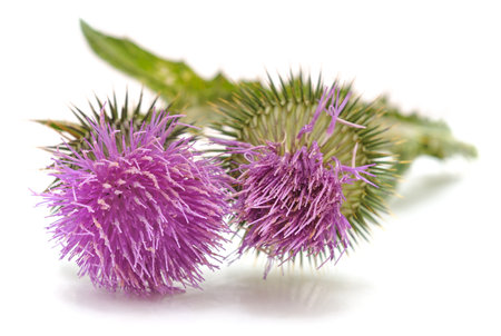 Thistle with flower and leaves isolated on white background.の写真素材